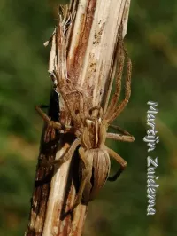 Grote wolfspin [Pisaura mirabilis]